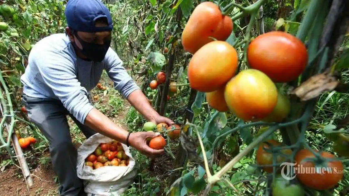 Harga Tomat di Blangkejeren Naik, Cek Harganya Saat Ini