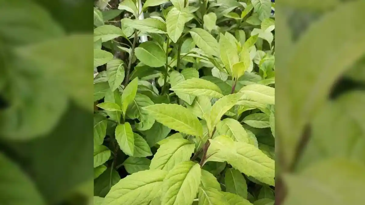 Penyubur Sperma Hingga Obat Kanker Ganas, ini Manfaat Daun Sambung Nyawa