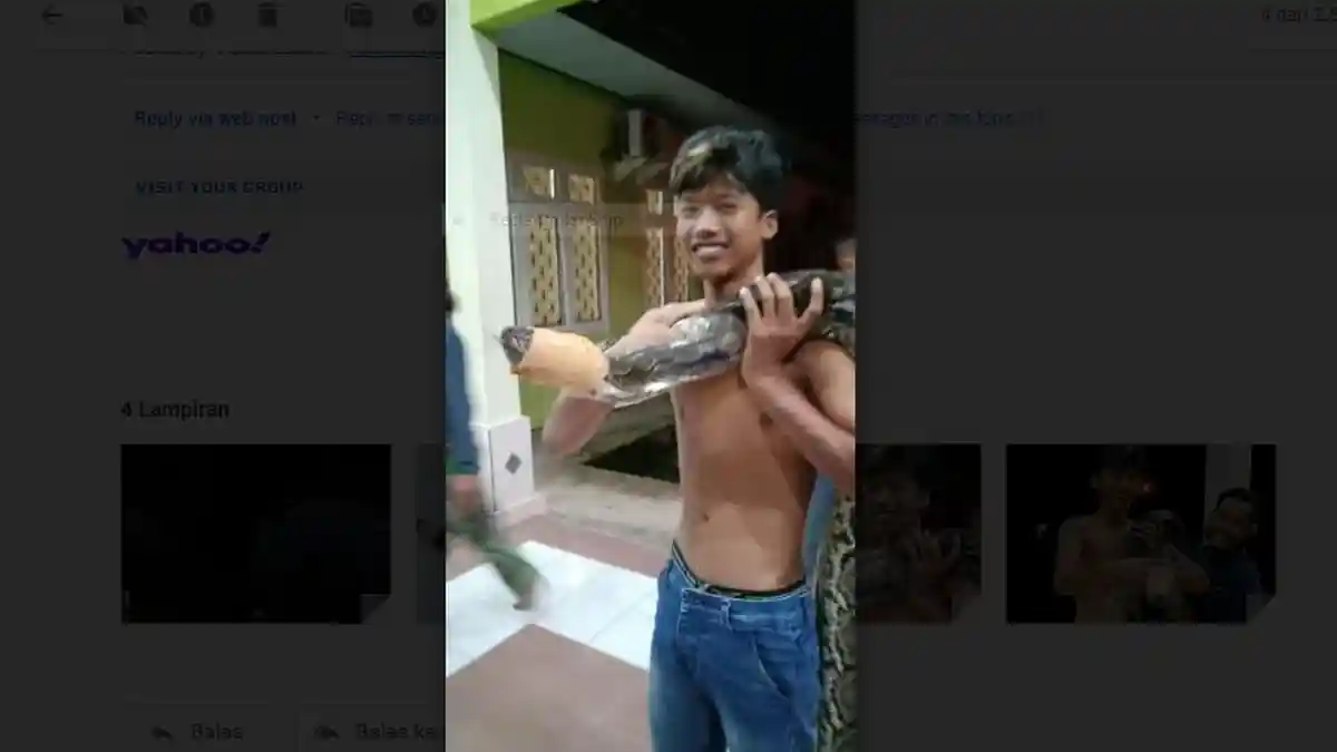 VIDEO Penangkapan Ular Piton 4 Meter yang Makan Kucing di Muarojambi