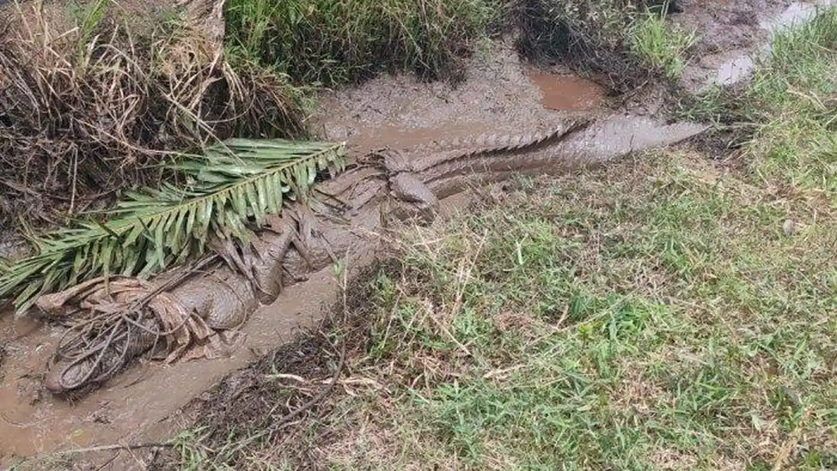 Buaya Raksasa Sepanjang 4,5 Meter Tak Berdaya Terjebak di Parit Tanjabtim