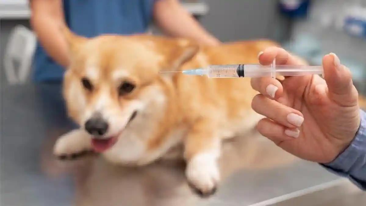 Waspada! Dalam 6 Bulan Ada 5.168 Kasus Rabies di Sulsel
