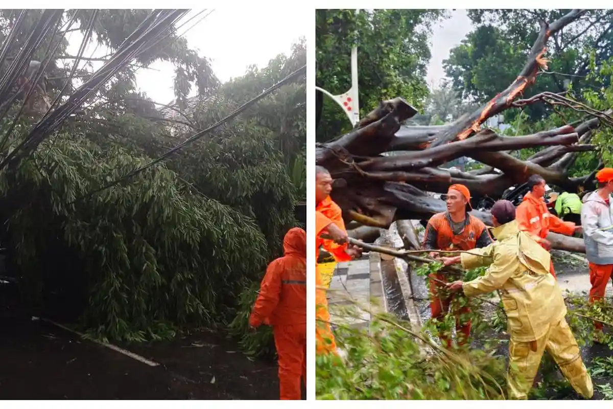 2 Mobil Tertimpa Pohon Tumbang di Jalan Dharmawangsa Jaksel, Operasional TransJakarta Kena Imbas