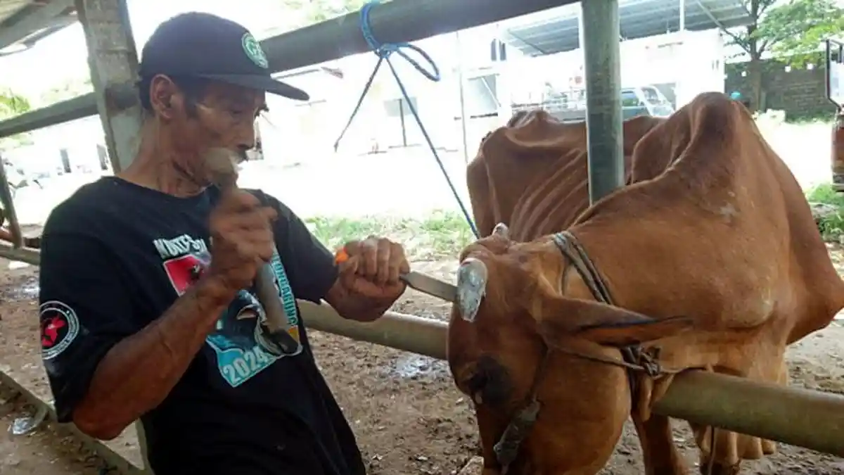Permintaan Salon Sapi di PHT Tulungagung Meningkat Jelang Idul Adha 2025
