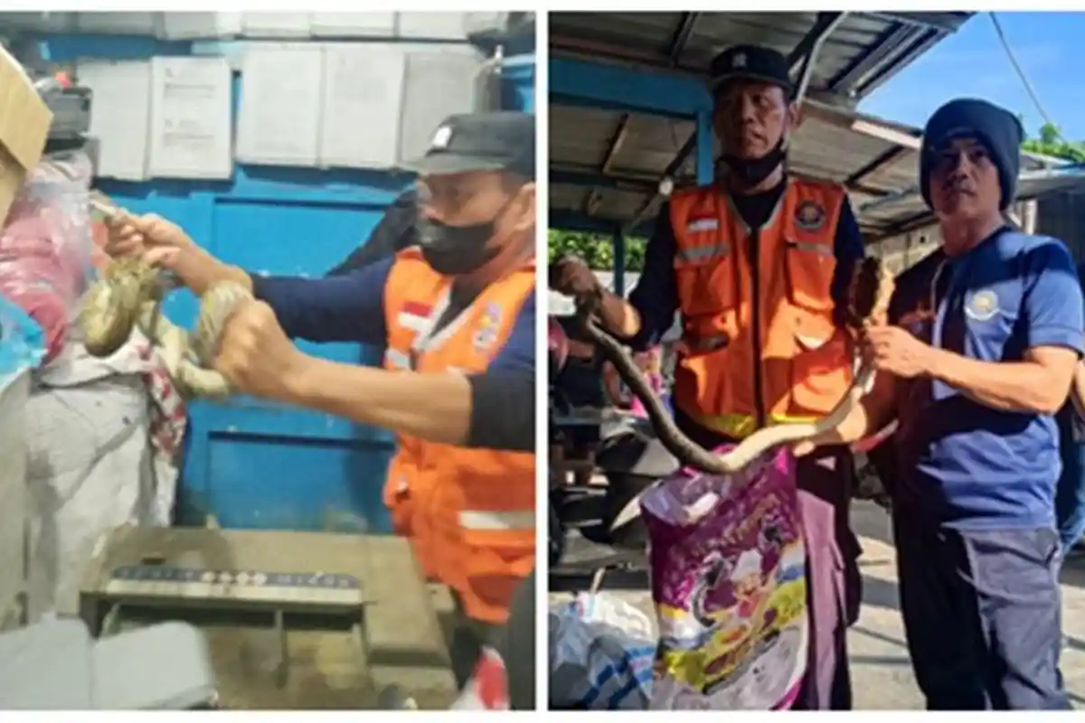 2 Hari Berturut-turut, Tim Animal Rescue Tarakan Evakuasi Sarang Tawon dan Ular Piton Laporan Warga