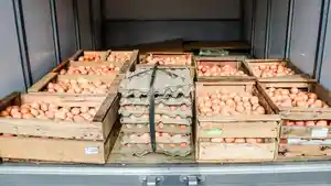 telur-ayam-nih-boss.jpg