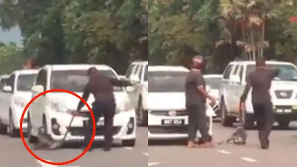 Niat Selamatkan Kera di Jalan, 2 Pria ini Malah Tuai Kecaman hingga Pecinta Hewan Berkomentar