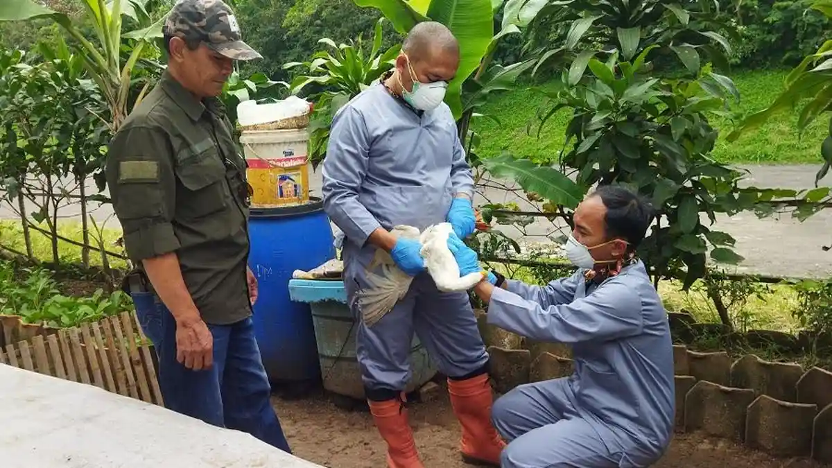 Kasus Flu Burung Ditemukan di Sumedang Setelah Enam Unggas Mati Mendadak, Peternak Dikarantina