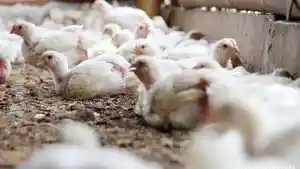 ILUSTRASI-Peternakan-Ayam.jpg
