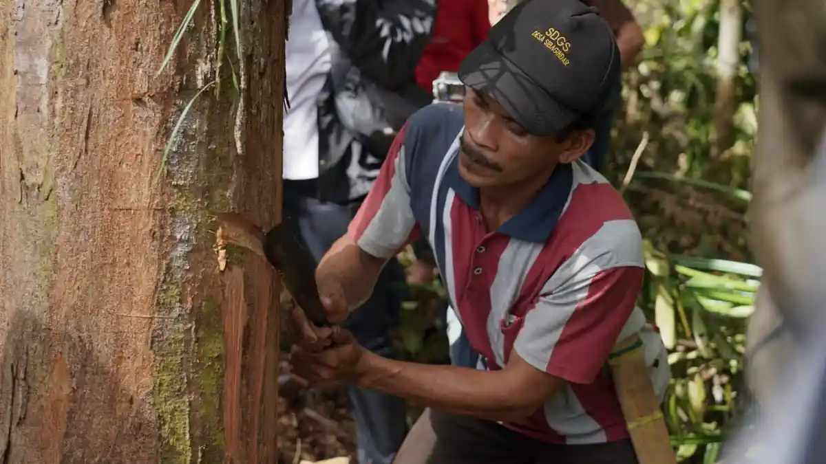 Tradisi Martondi Hau Masyarakat Batak Toba yang Mulai Punah