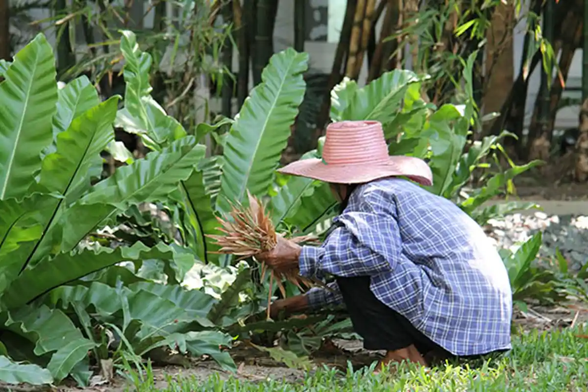 HARGA Pupuk Tanaman Hias Paling Murah, Harga Pupuk Tanaman di Dalam Pot
