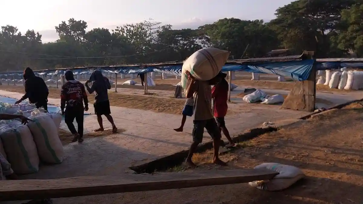 Serbuan Pengusaha Gabah Luar Daerah, 21 Penggilingan Padi Bulukumba Terancam 'Lumpuh'