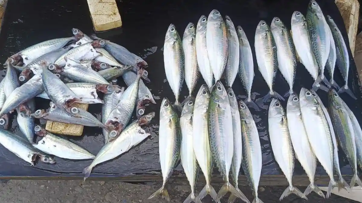 Angin Kencang, Ikan Kawalinya hingga Tuna Langka di Pasar Inpres Namlea