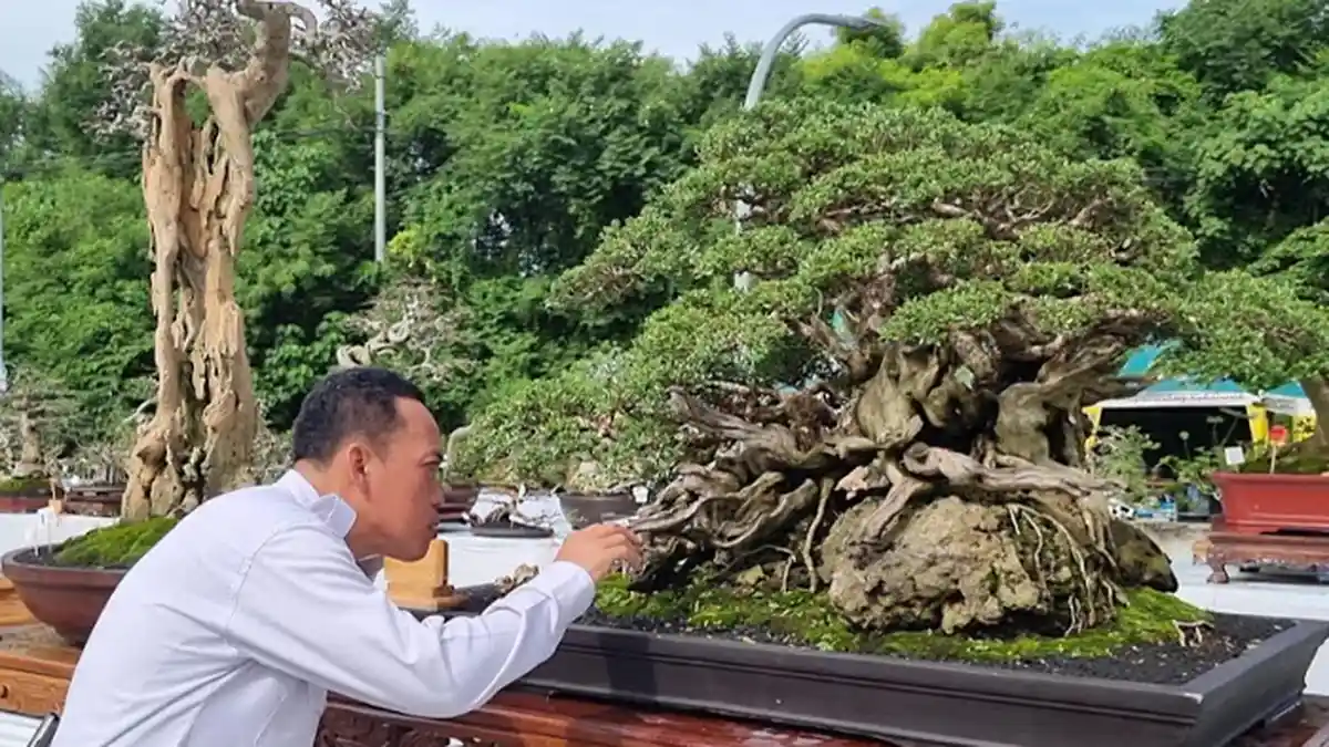 Gandeng PPBI, Dinas Pertanian Gresik Gelar Pameran Bonsai di Gressmall