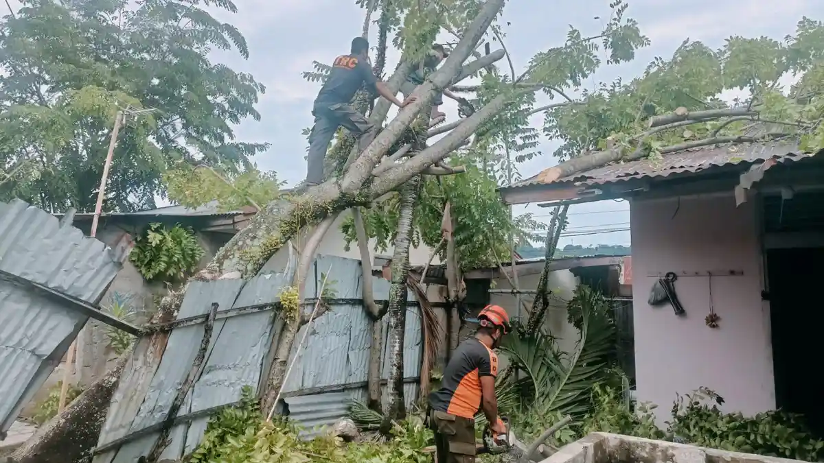Hujan dan Angin Kencang Akibatkan 9 Pohon Tumbang dan 1 Titik Banjir di Padang
