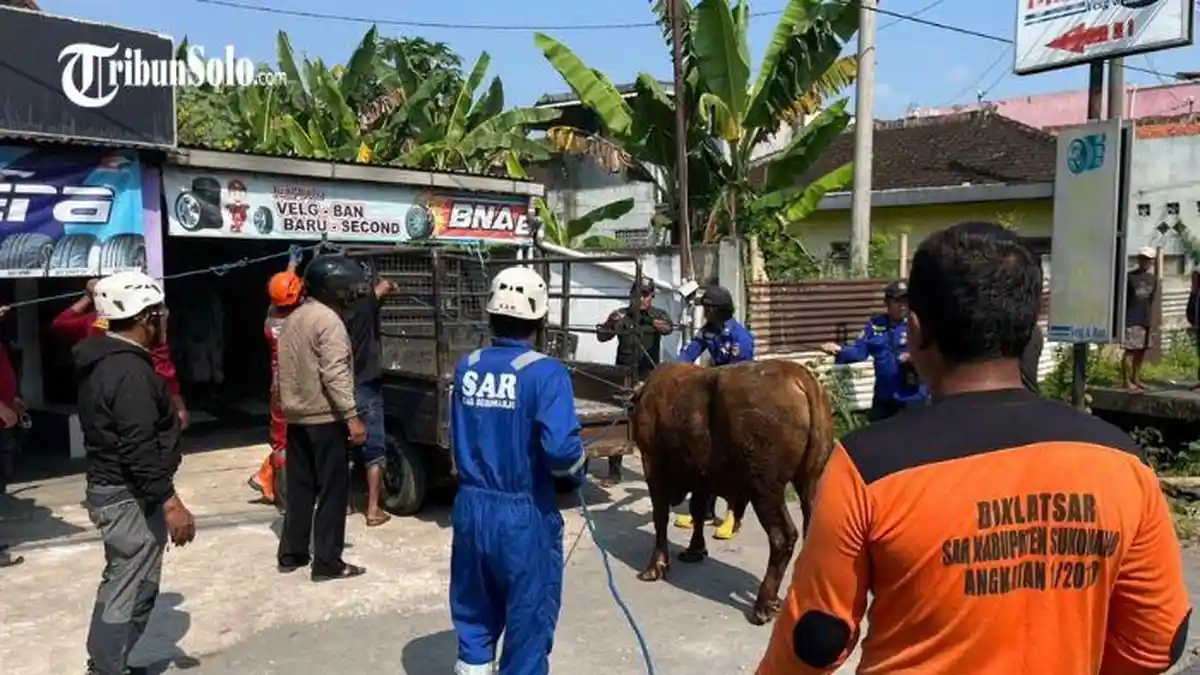 Sapi Kurban Mengamuk hingga Masuk Selokan di Sukoharjo, Evakuasi Berlangsung 45 Menit