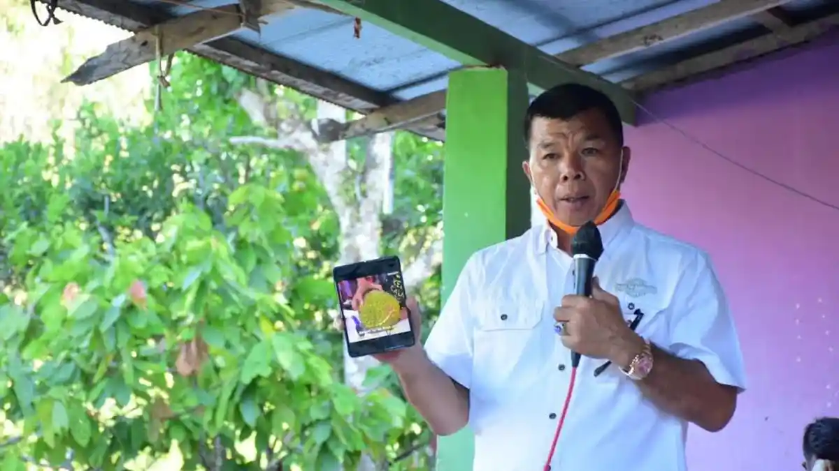 Andi Muchtar Ali Yusuf dan Andi Edy Manaf Akan Gratiskan Bibit Durian Musang King di Bulukumba