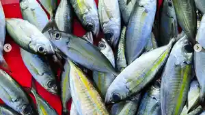 IKAN-KEMBUNG-Harga-ikan-Oci-atau-ikan-kembung-di-Pelelalangan-Gorontalo.jpg