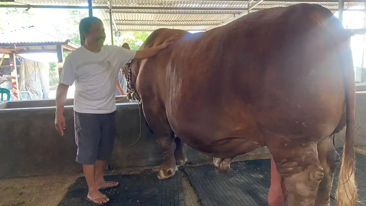 Bruno, Sapi Simental Campuran Bondowoso, Sapi Terberat di Jawa Timur dengan Berat 1,4 Ton
