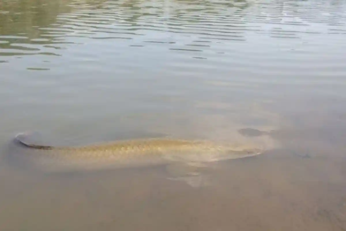 13 Ekor Ikan Arapaima 'Predator Raksasa' Ditangkap Warga, 3 Ekor Sudah Dikonsumsi