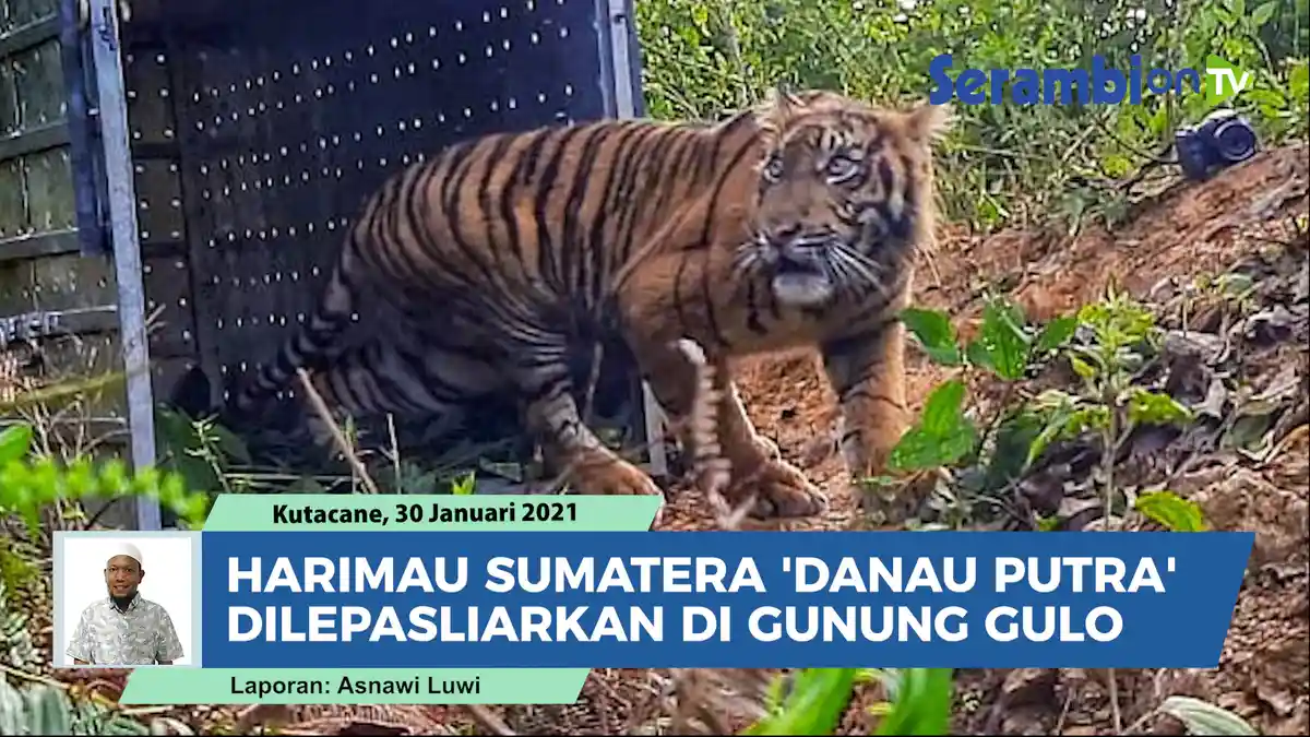 Harimau Sumatera Kembali Masuk ke Perkebunan di Bakongan, Begini Cara Petugas dan Warga Mengusirnya
