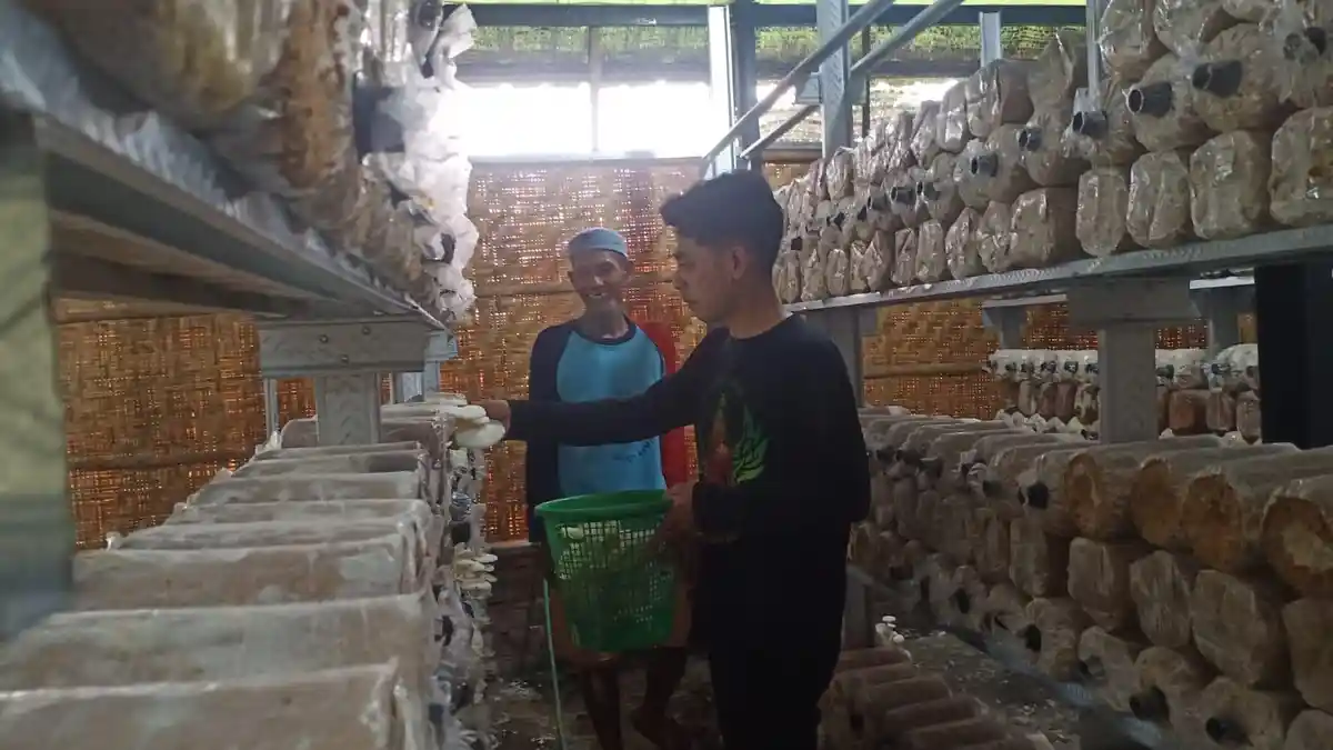 Peluang Ekonomi Budidaya Jamur Tiram di Desa Glagahwangi Klaten
