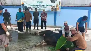 sakurbptair86.jpg