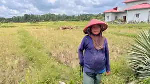 petani-gagal-panen-di-Padang-Pariaman-2492025.jpg