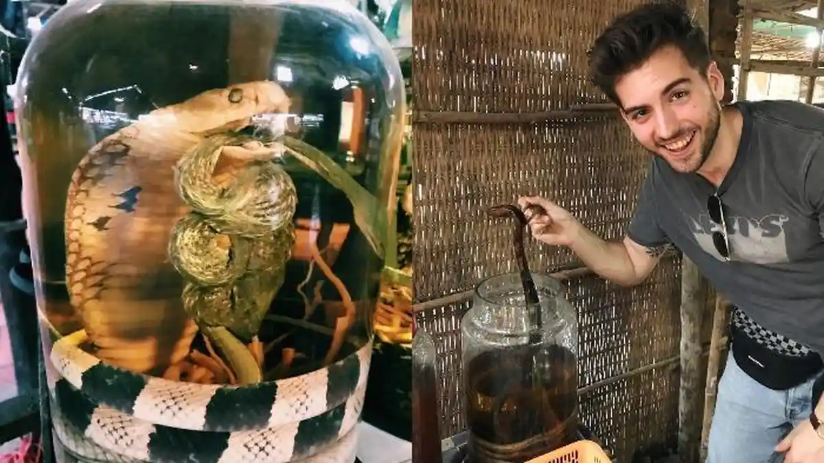 5 Minuman Paling Ekstrim di Dunia, Cobain Sensasi Wine Ular