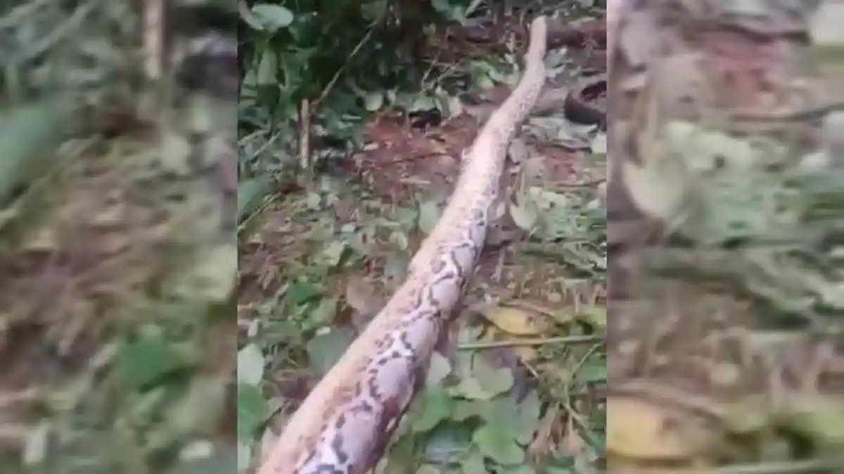 Detik-detik Wanita 55 Tahun Tewas Dililit Ular Piton di Buton, Jasad Ditemukan Rekan Sesama Petani