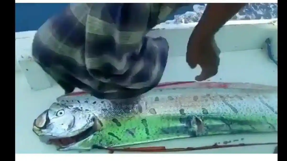 Viral Ikan Oarfish di Selayar, Tanda Gempa Hebat? Terlihat Sebelum Gempa & Tsunami di Jepang 2011