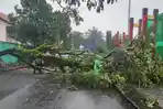 Angin Kencang Tumbangkan Pohon di Kawasan Stadion Gelora Bangkalan Madura