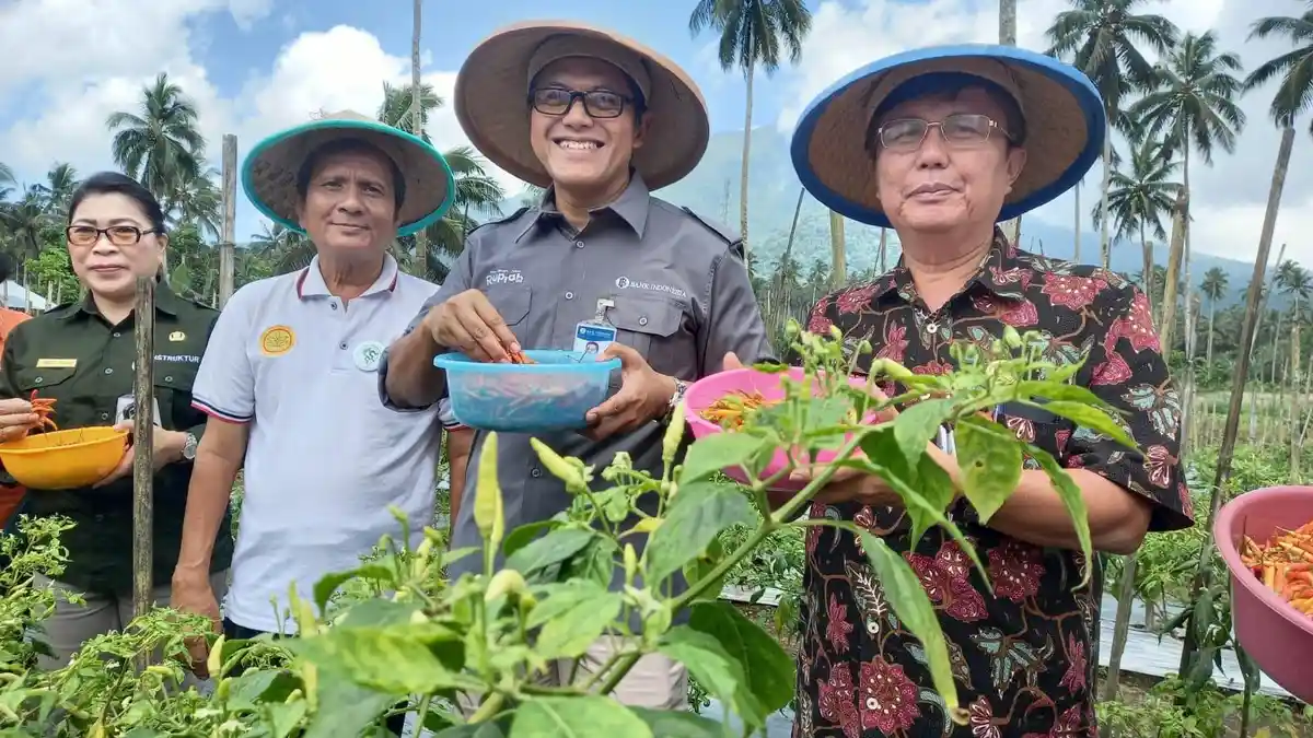 BI dan Poktan Mitra Panen Perdana Cabai di Manado - Minut Sulawesi Utara