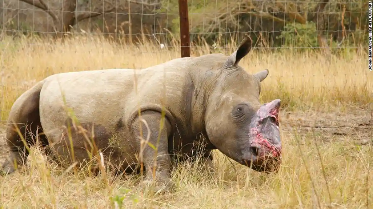 Dimutilasi, Badak Ini Punya Wajah Baru Menggukan Kulit Gajah