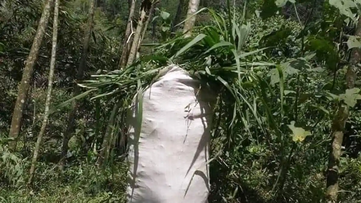 Tukang Ngarit Jaman Now, Pasarkan Rumput Lewat Online, Akunnya Menghentak Jagat Maya