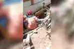 SAPI-LEPAS-sapi-kurban-milik-warga-mendadak-lepas-Koja-Jakarta-Utara.jpg