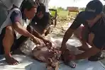 8 Cara Mudah Simpan Daging Kurban Biar Tahan Lama dan Kualitasnya Tetap Baik