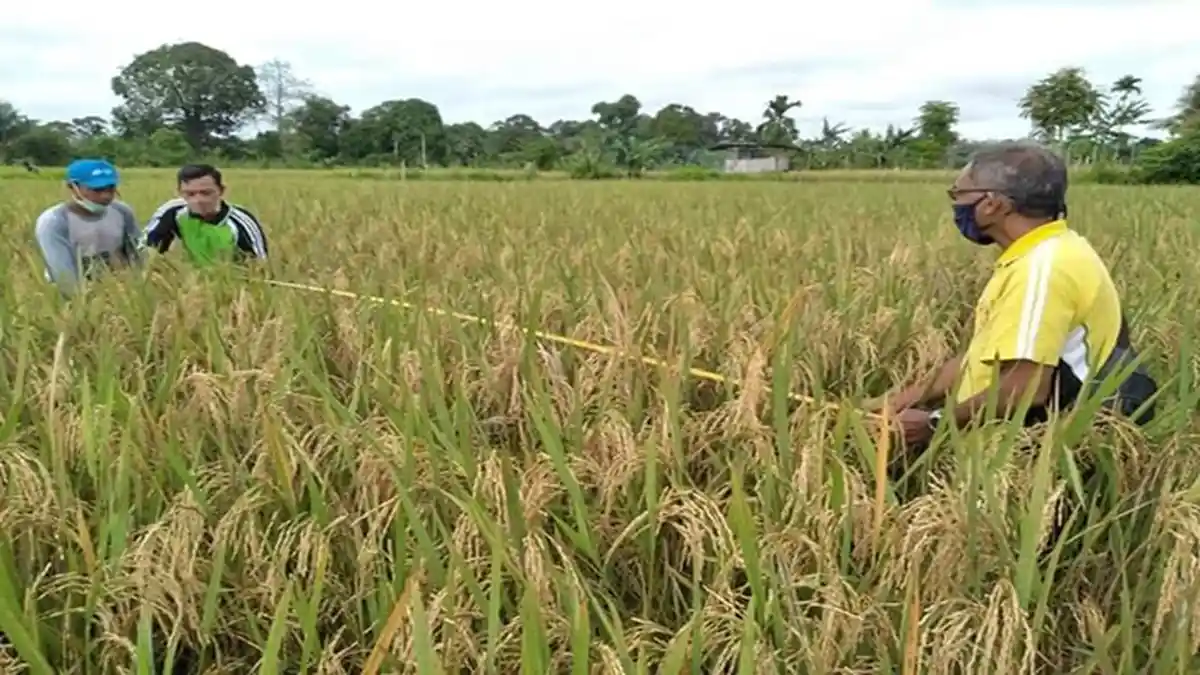 Petani Padi di Muratara Mulai Panen, Dinas Pertanian Perkiraan 7,018 Ton Tanaman Padi Per Hektare