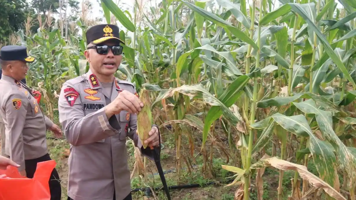 Polda Bangka Belitung Panen 10 Ton Jagung