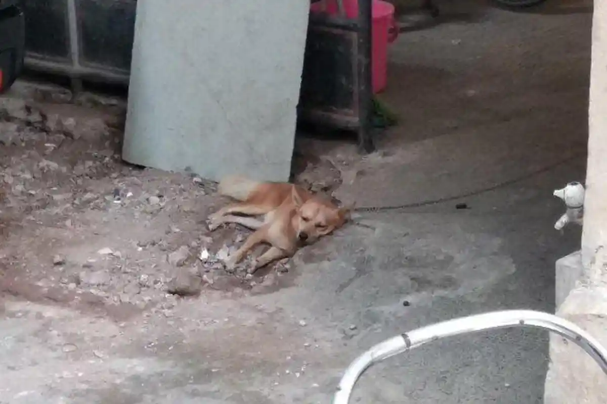 Kisah Anjing Milik Korban Pembunuhan Satu Keluarga di Bekasi yang Tak Lagi Menggonggong