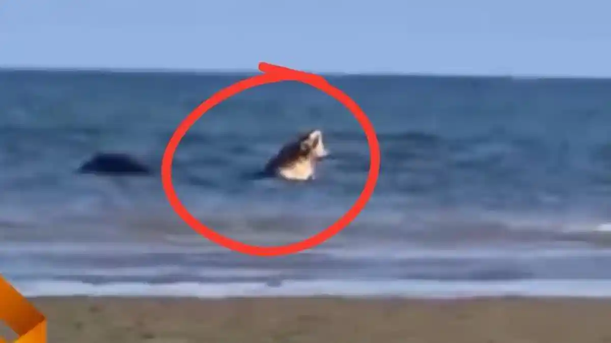 Viral! Buaya Super Jumbo Muncul di Pantai Teluk Lombok Sangatta, Detik-Detik Warga Nekat Mengejar - Tribunkaltim.co