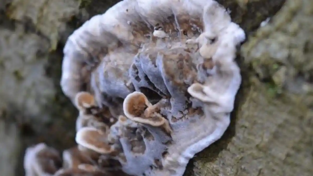 Pengelompokan Klasifikasi Makhluk Hidup: Monera, Protista, Fungi, Plantae,  Animalia - Halaman all - TribunNews.com