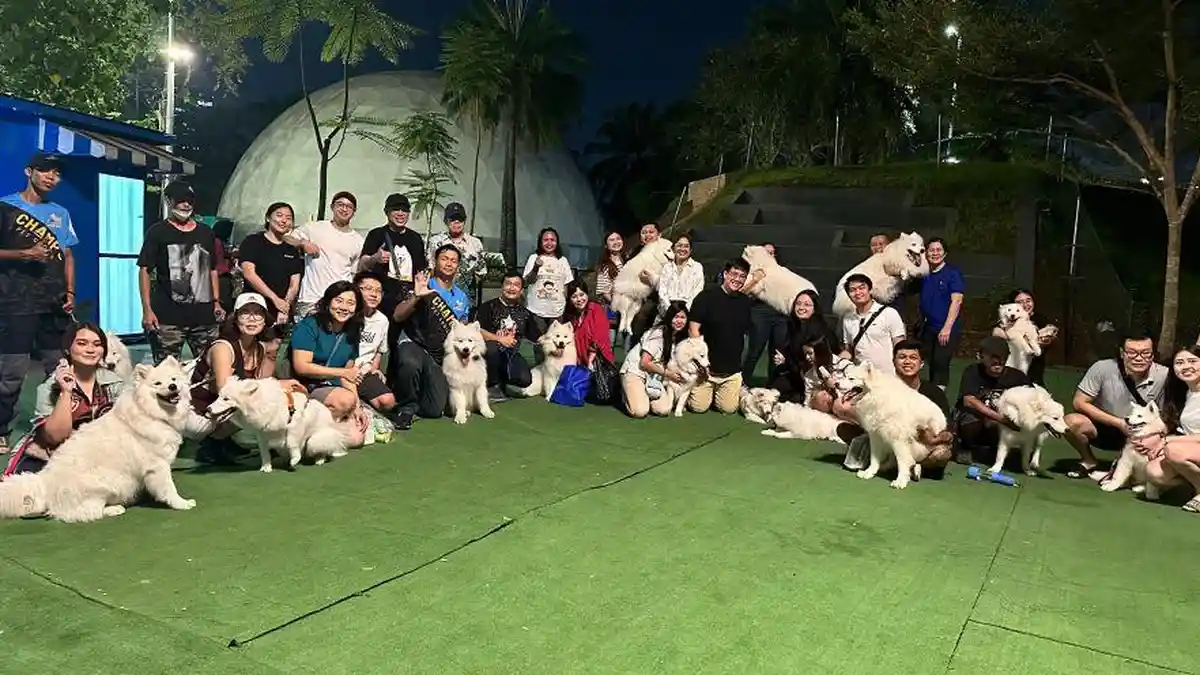 Manfaat Latihan Ketaatan Samoyed Bagi Komunitas Samoyed Social Club