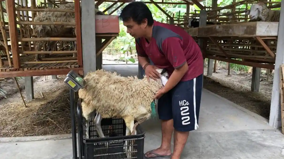 Bayu Jual Hewan Kurban Dengan Sistem Timbang Hidup