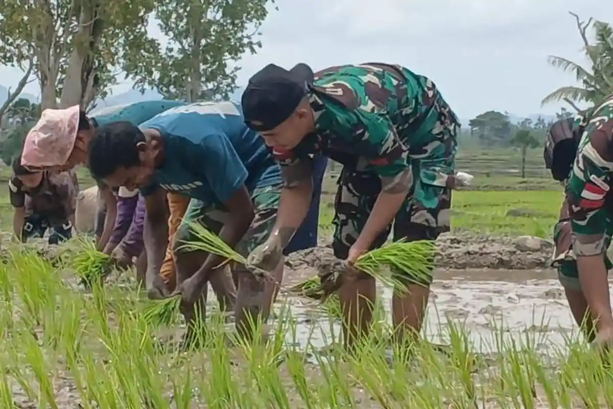 Prajurit TNI di Perbatasan Indonesia-Timor Leste Bajak Sawah hingga Tanam Padi Bantu Petani