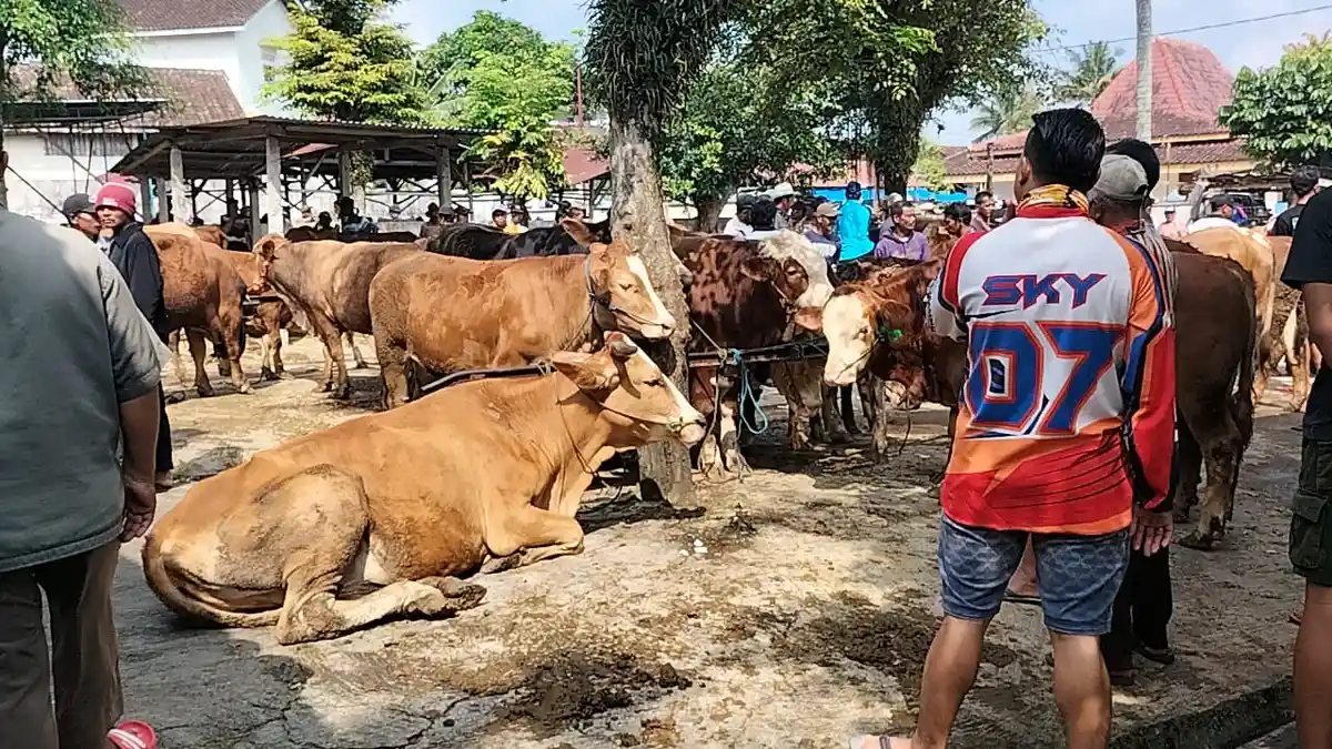 Cek Pasar Hewan Karangpandan, Petugas Temukan Sapi Bersuhu 39 Derajat Celcius dan Mulut Berbusa