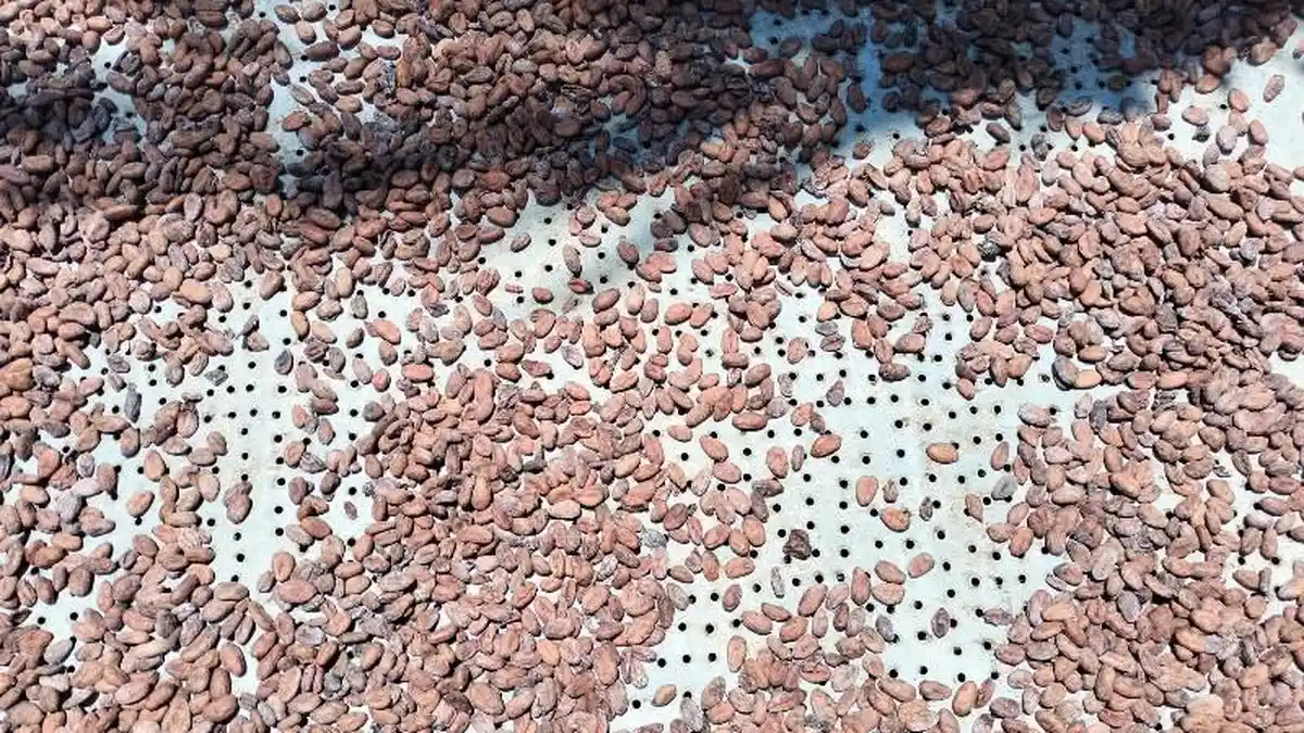 Harga Kakao di Aceh Timur Anjlok, Petani Diimbau Perhatikan Kualitas Biji