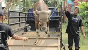 Kambing-milik-Kompas-Gramedia-ya.jpg