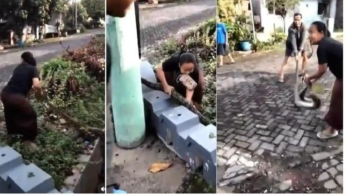 Niat Selamatkan Kucing, Emak-emak Tangan Kosong Tangkap Ular, Pria Di Sampingnya Kalang Kabut
