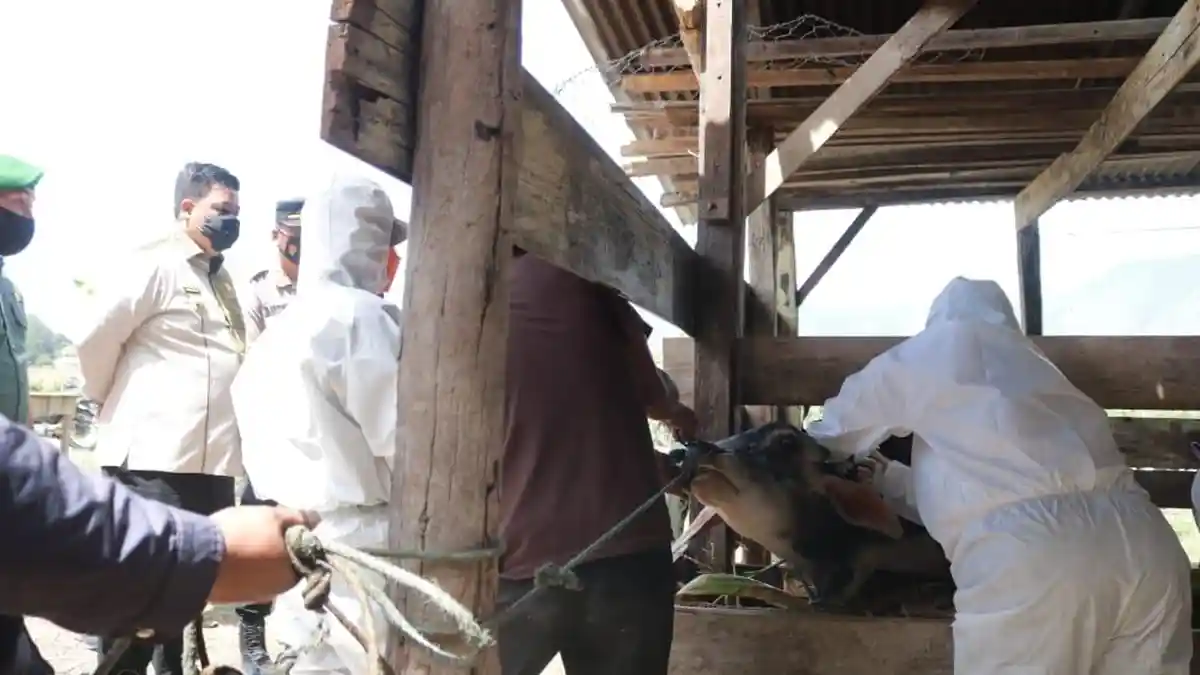 Sebanyak 27 Ternak Positif PMK di Samosir, Kini Pemkab Gencar Suntikan Vaksin ke Ratusan Ternak