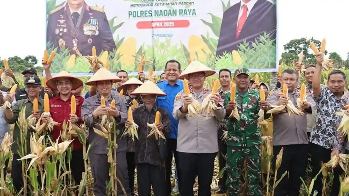 Kapolres Nagan Raya Melakukan Panen Raya Jagung Tumpang Sari di Pulo Ie Kuala